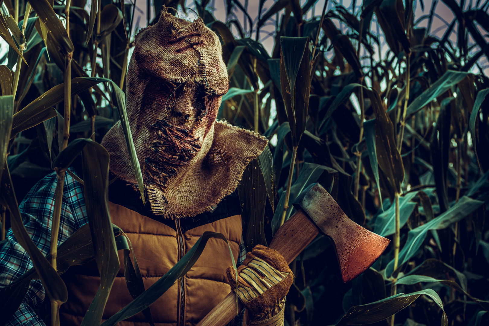 Creepy man with scarecrow mask hiding in a cornfield holding bloody axe.  Horror movie concept.