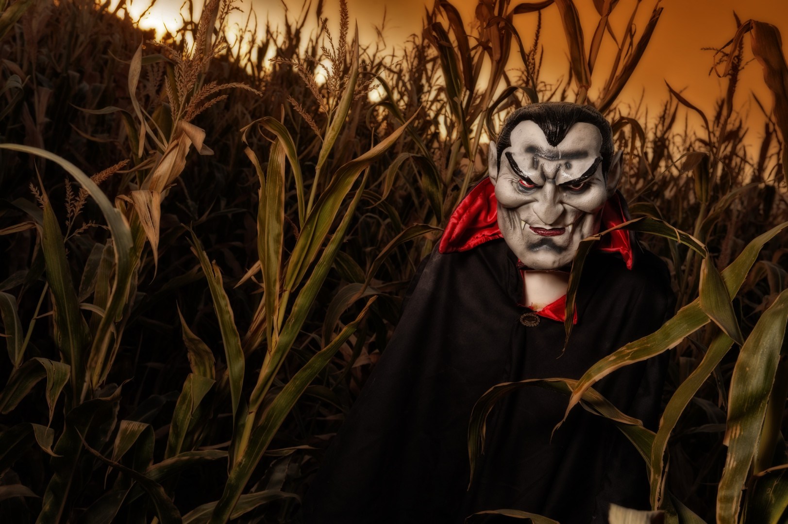 dummy vampire in a corn maze field